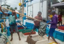 Jammu and Kashmir Fisheries Department Casual Employees Demand Regularisation and Pending Wages Men unloading a fresh catch from the boat at the dock, showcasing teamwork and marine livelihood.
