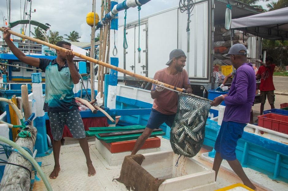 Jammu and Kashmir Fisheries Department Casual Employees Demand Regularisation and Pending Wages Men unloading a fresh catch from the boat at the dock, showcasing teamwork and marine livelihood.