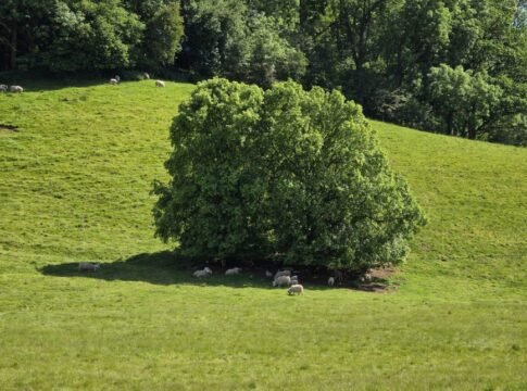 Scenic view of sheep grazing under a tree in Thornton-le-Dale's rolling hills.