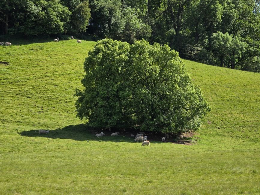 Kansas City Chiefs Receiver Tyquan Thornton Suffers Severe Ankle Injury Scenic view of sheep grazing under a tree in Thornton-le-Dale's rolling hills.