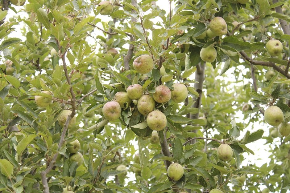 Himachal Pradesh disburses Rs 35.68 Crore to Apple Growers Under Market Intervention Scheme Vibrant apple tree branches laden with ripe fruit in Shimla orchard.